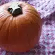 zucca