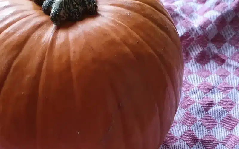 zucca