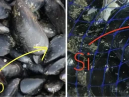 come riconoscere le cozze