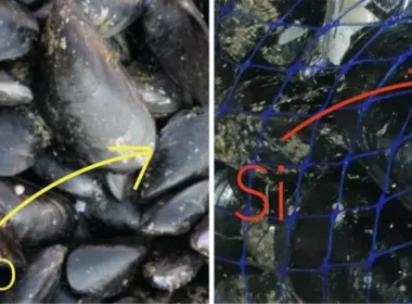 come riconoscere le cozze