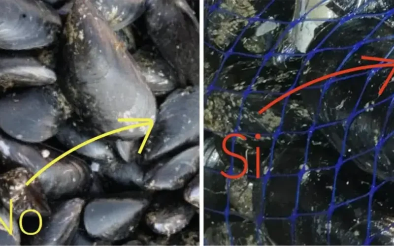 come riconoscere le cozze