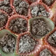 dolcetti al cioccolato