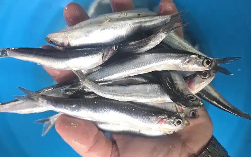 I segnali per riconoscere le alici fresche