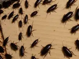 come combattere le blatte