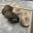 di che colore sono le vongole