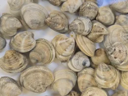 Conad ritira vongole contaminate