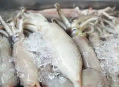 calamari congelati copia