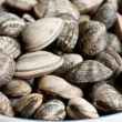 vongole