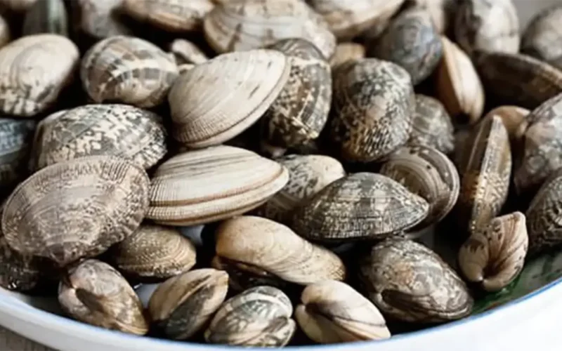 vongole