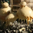 sagra del caciocavallo